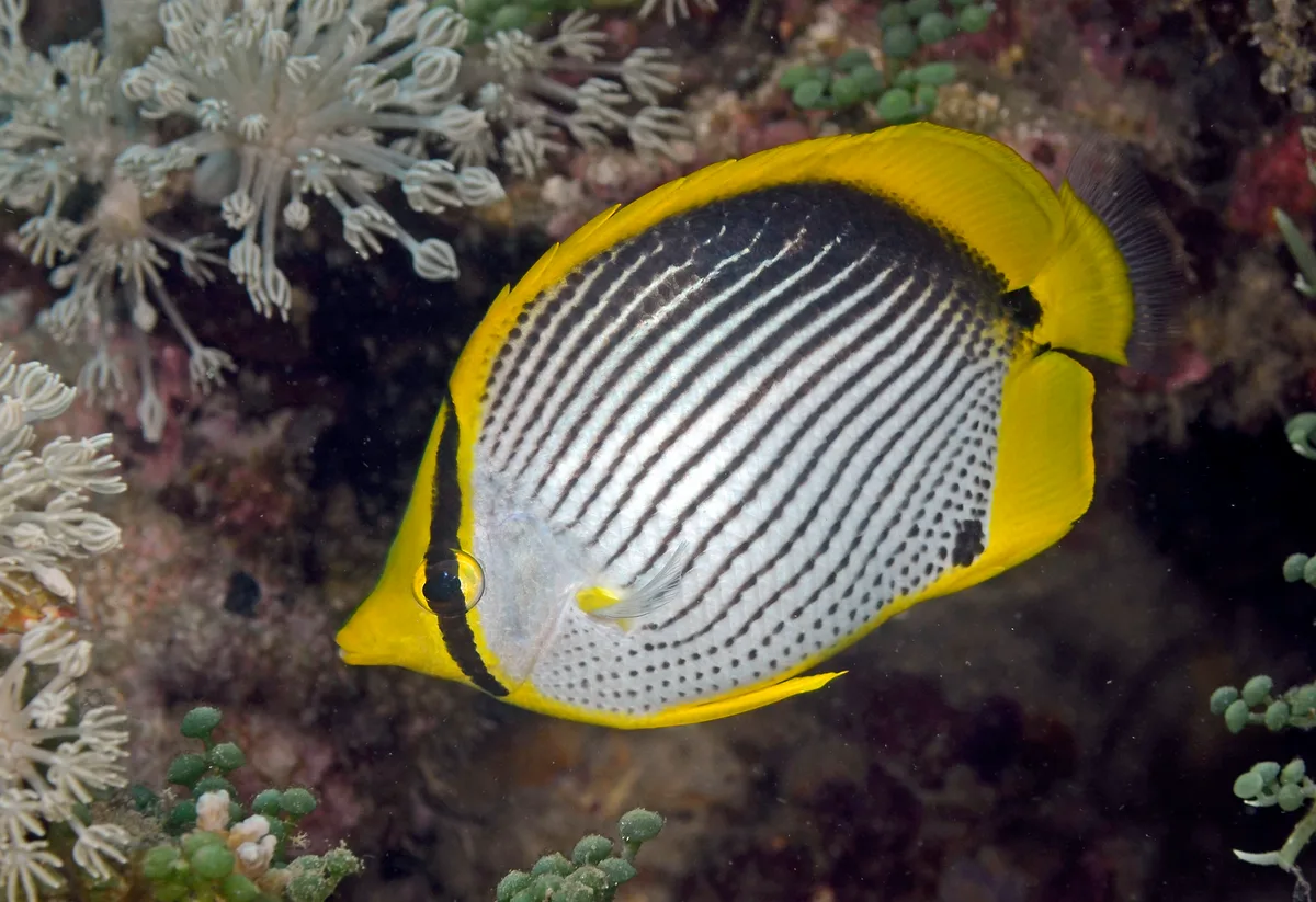 Chaetodon melannotus 14 9066