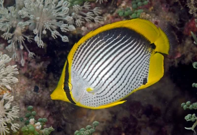 Chaetodon melannotus 14 9066