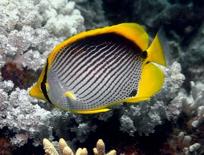 786px-Chaetodon_melannotus_edit4