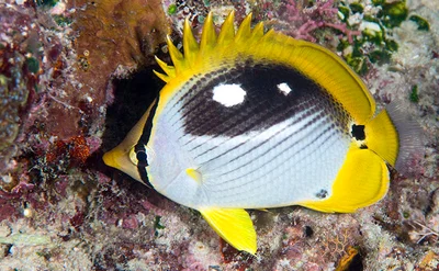 Black-backed Butterflyfish, night coloration - Chaetodon melannotus