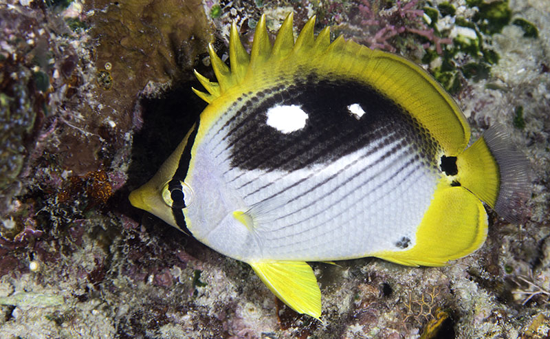 Black-backed Butterflyfish, night coloration - Chaetodon melannotus