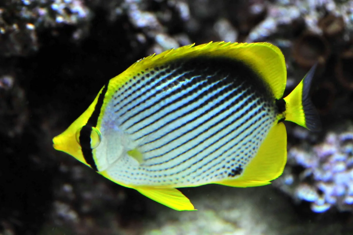 chaetodon melanotus