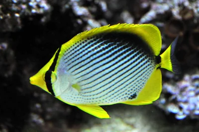 chaetodon melanotus