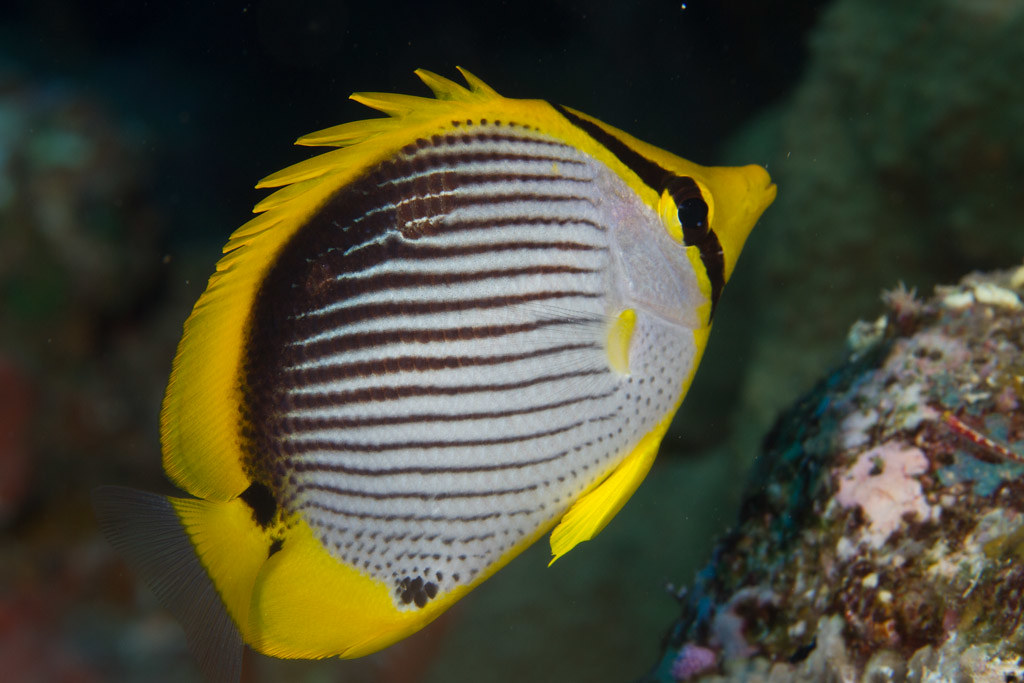 Black-backed Butterflyfish
