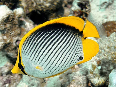 Black-backed butterflyfish