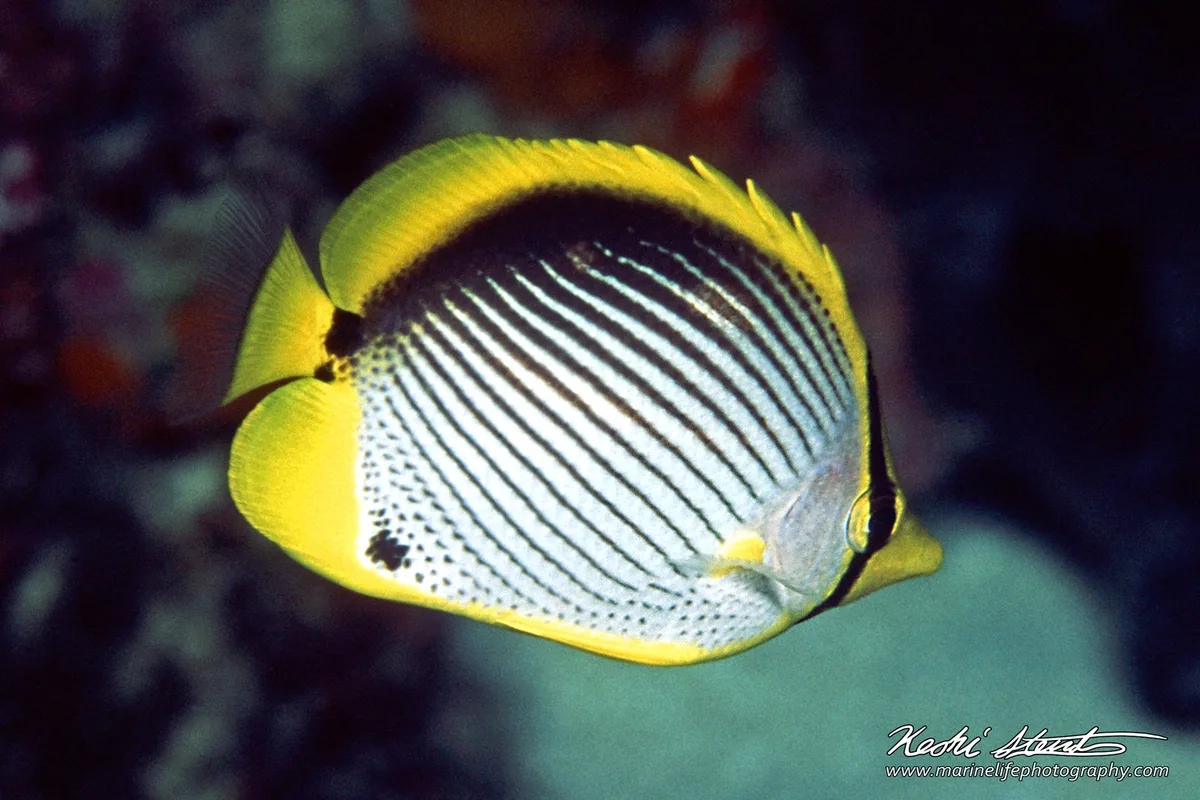 Chaetodon melannotus