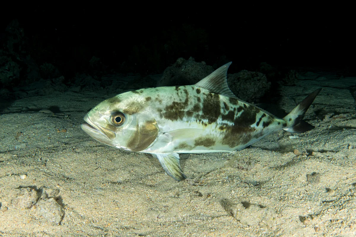 Blackbanded Jack