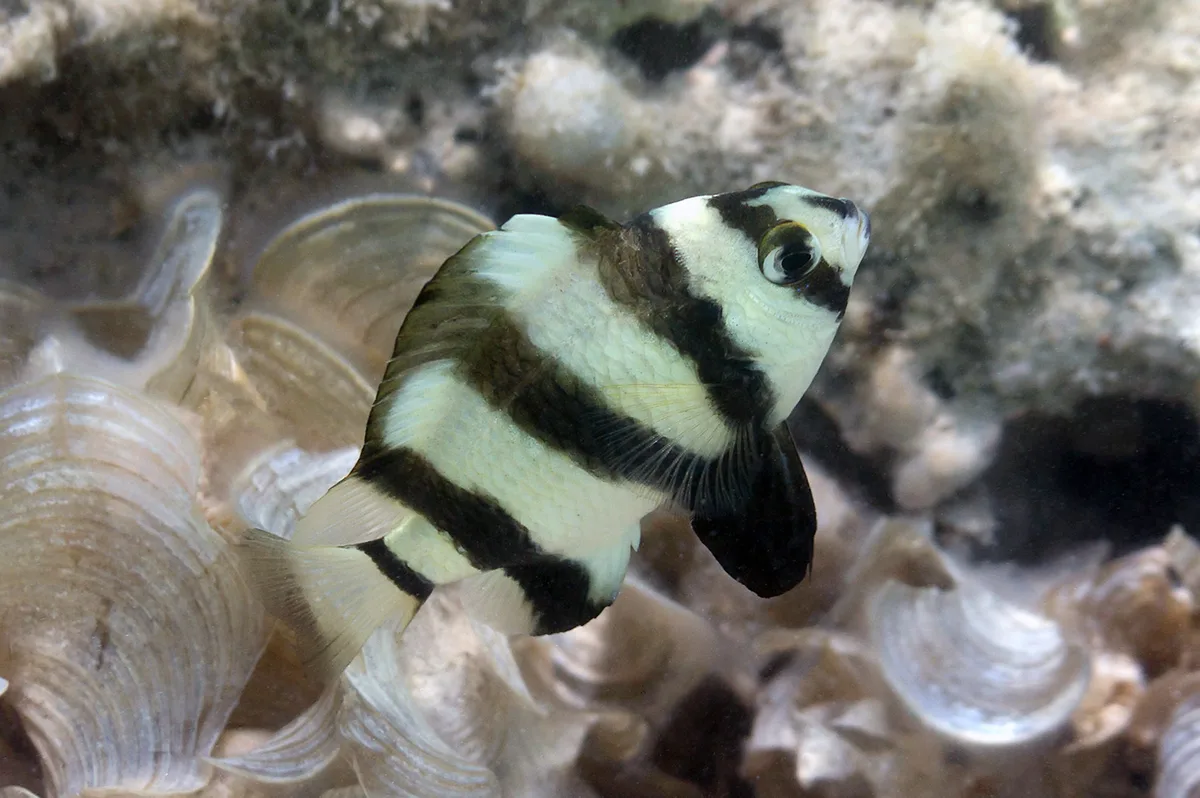 Blackbarred Damselfish
