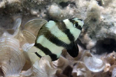Blackbarred Damselfish