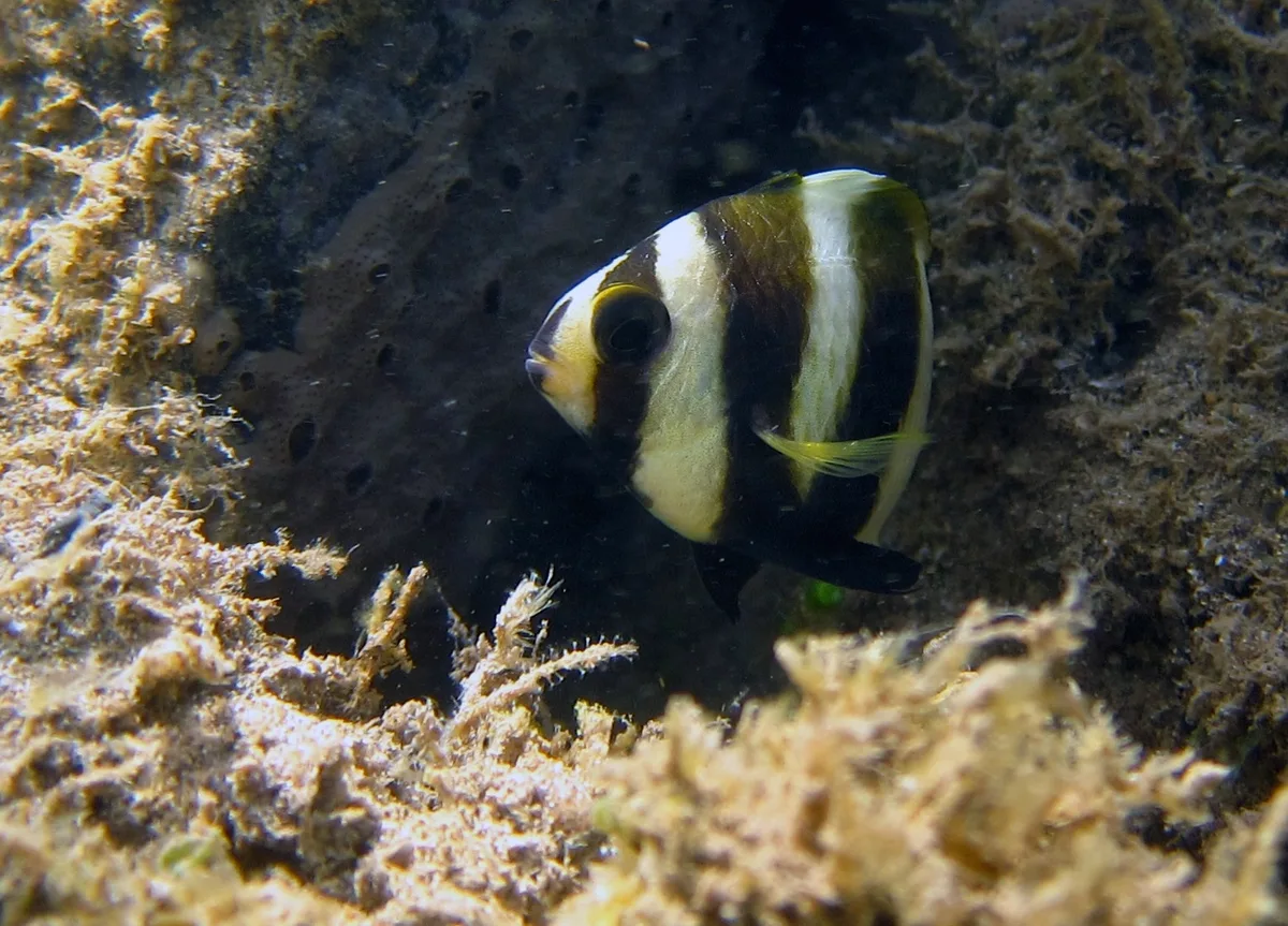 Amblypomacentrus annulatus