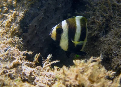 Amblypomacentrus annulatus