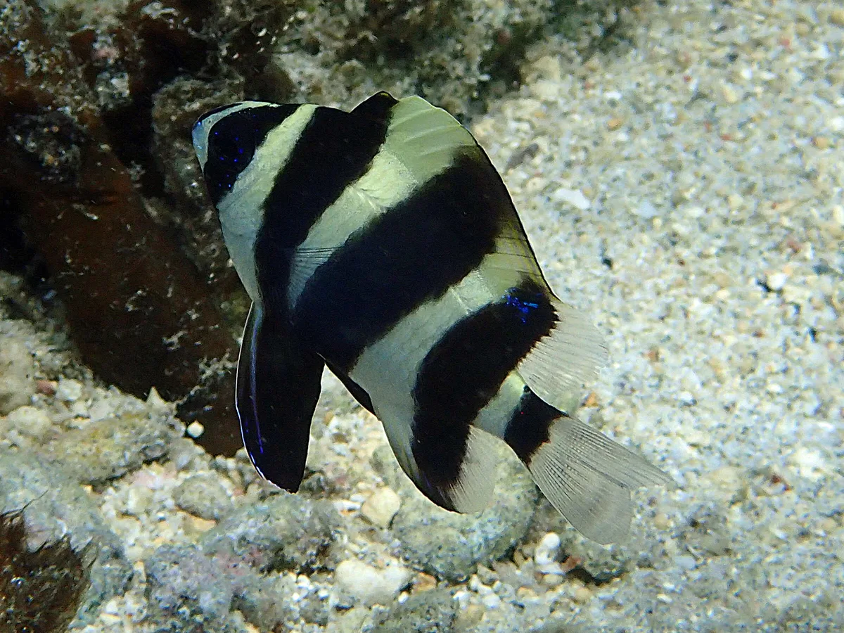 Amblypomacentrus annulatus - Saint-Paul, RE-PL, RE