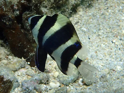 Amblypomacentrus annulatus - Saint-Paul, RE-PL, RE