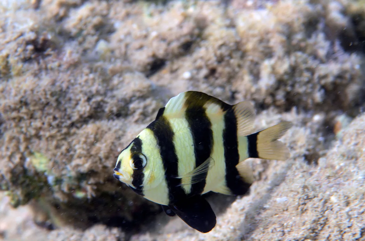 Amblypomacentrus annulatus - Malediven