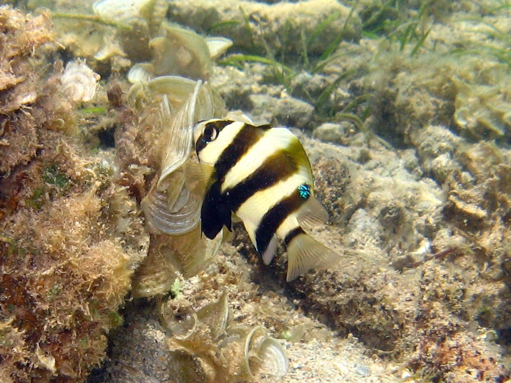 Amblypomacentrus annulatus - jardin maore-1, Mayotte