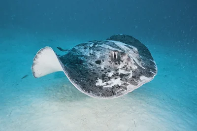 Round Ribbontail Ray - 2025 - 1