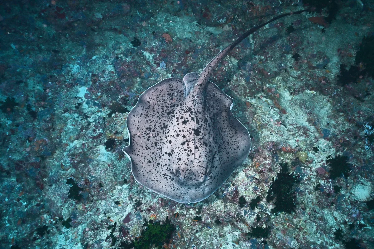 Round Ribbontail Ray - 2025 - 2