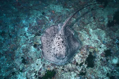 Round Ribbontail Ray - 2025 - 2