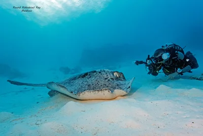Round Ribbontai Ray - Taeniurops meyeni