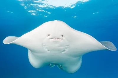 Round Ribbontail Ray - Taeniurops meyeni