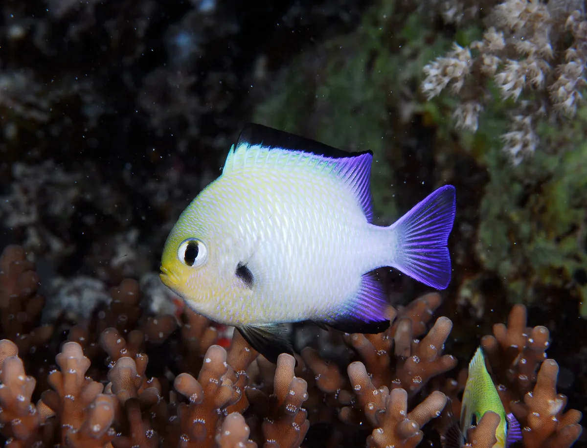 Dascyllus marginatus