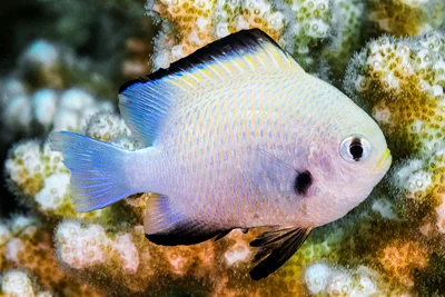 Marginate Dascyllus - Dascyllus marginatus