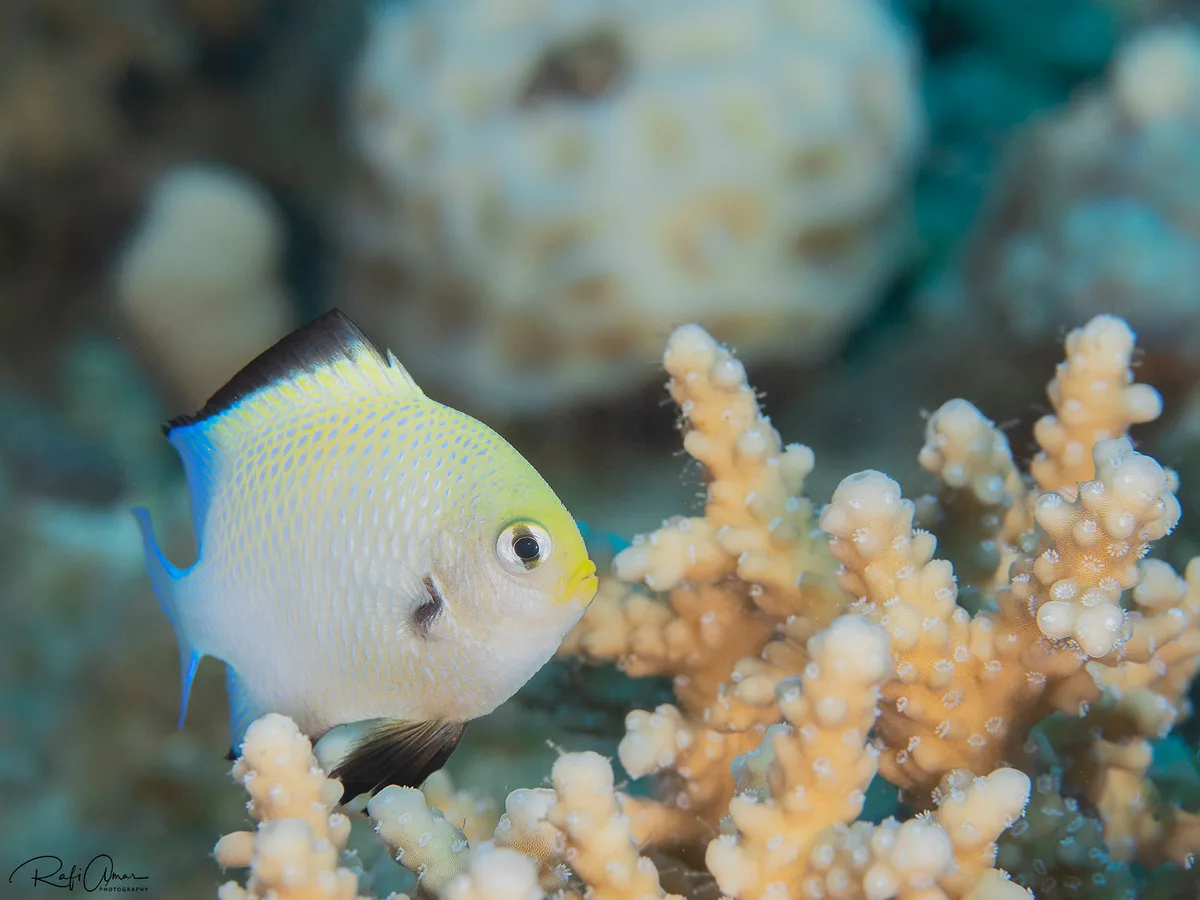 Red Sea Dascyllus - Dascyllus marginatus