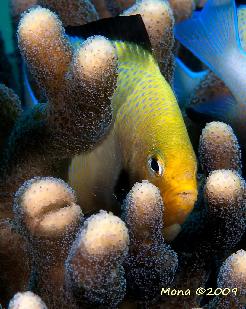 Golden beauty