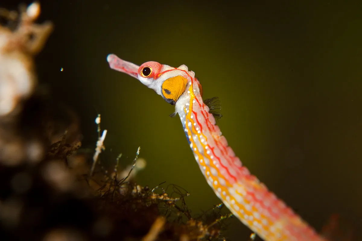 #01 of 07 Blackbreasted Pipefish