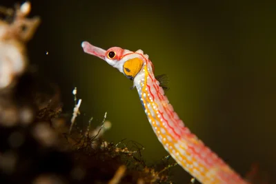 #01 of 07 Blackbreasted Pipefish