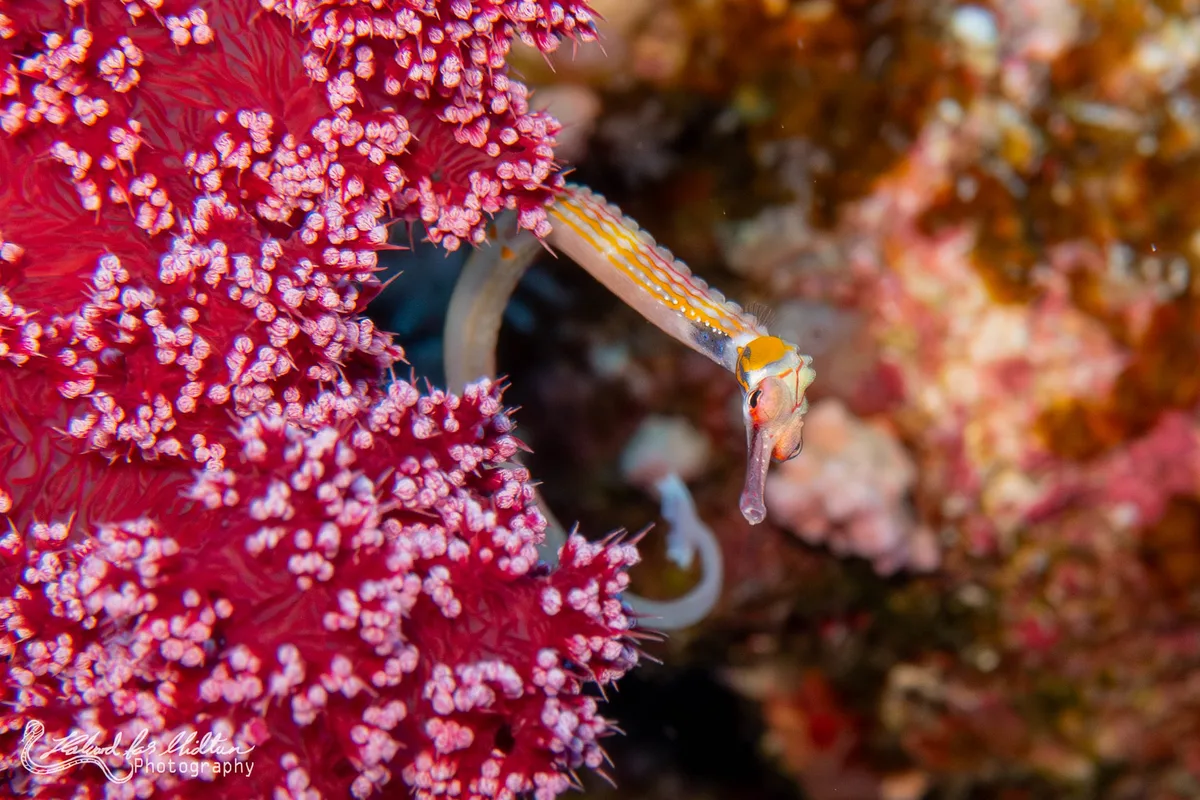 Corythoichthys nigripectus (Black-breasted Pipefish)