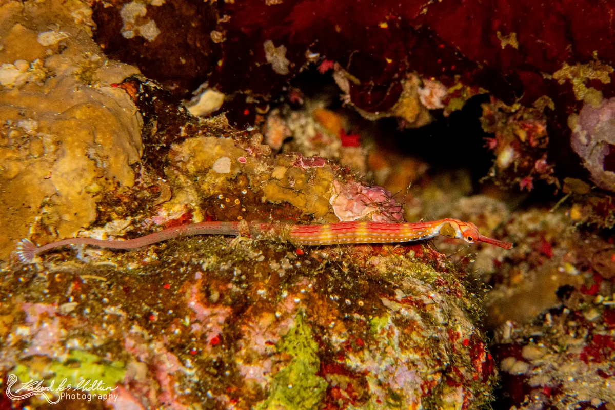Corythoichthys nigripectus (Black-breasted Pipefish)