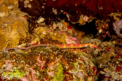 Corythoichthys nigripectus (Black-breasted Pipefish)
