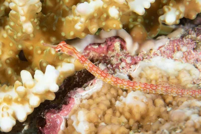 Black-breasted Pipefish