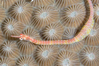 Black-breasted Pipefish