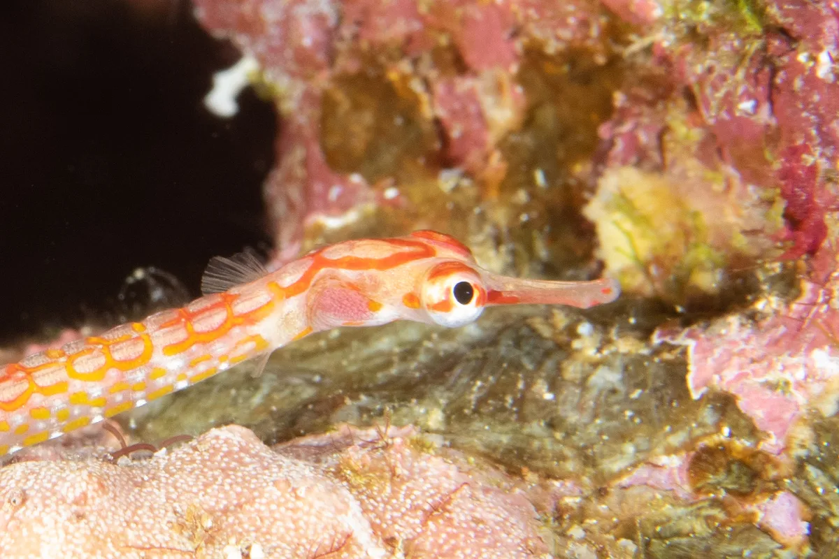 Black-breasted Pipefish