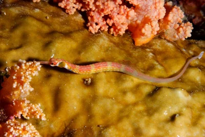 Corythoichthys nigripectus