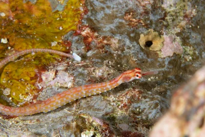 Black-breasted Pipefish