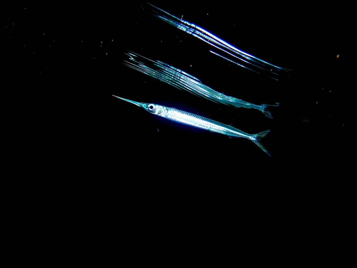 Blackedge Halfbeak