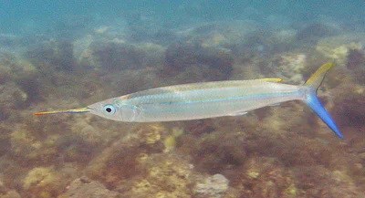 Hemiramphus marginatus - Шарм-эш-Шейх, Second Sharm Al Shiekh, Южная Сина, Египет