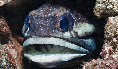 Blackedged Jawfish