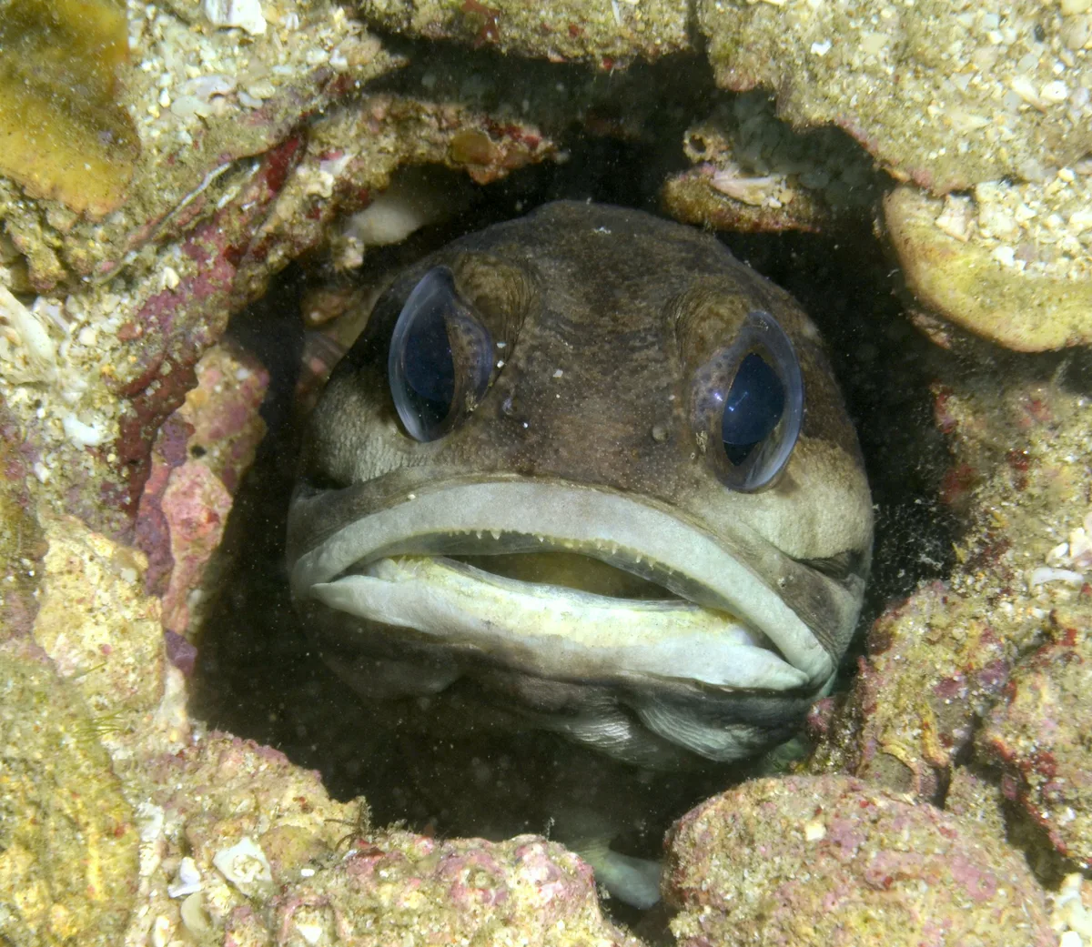 Bridled jawfish