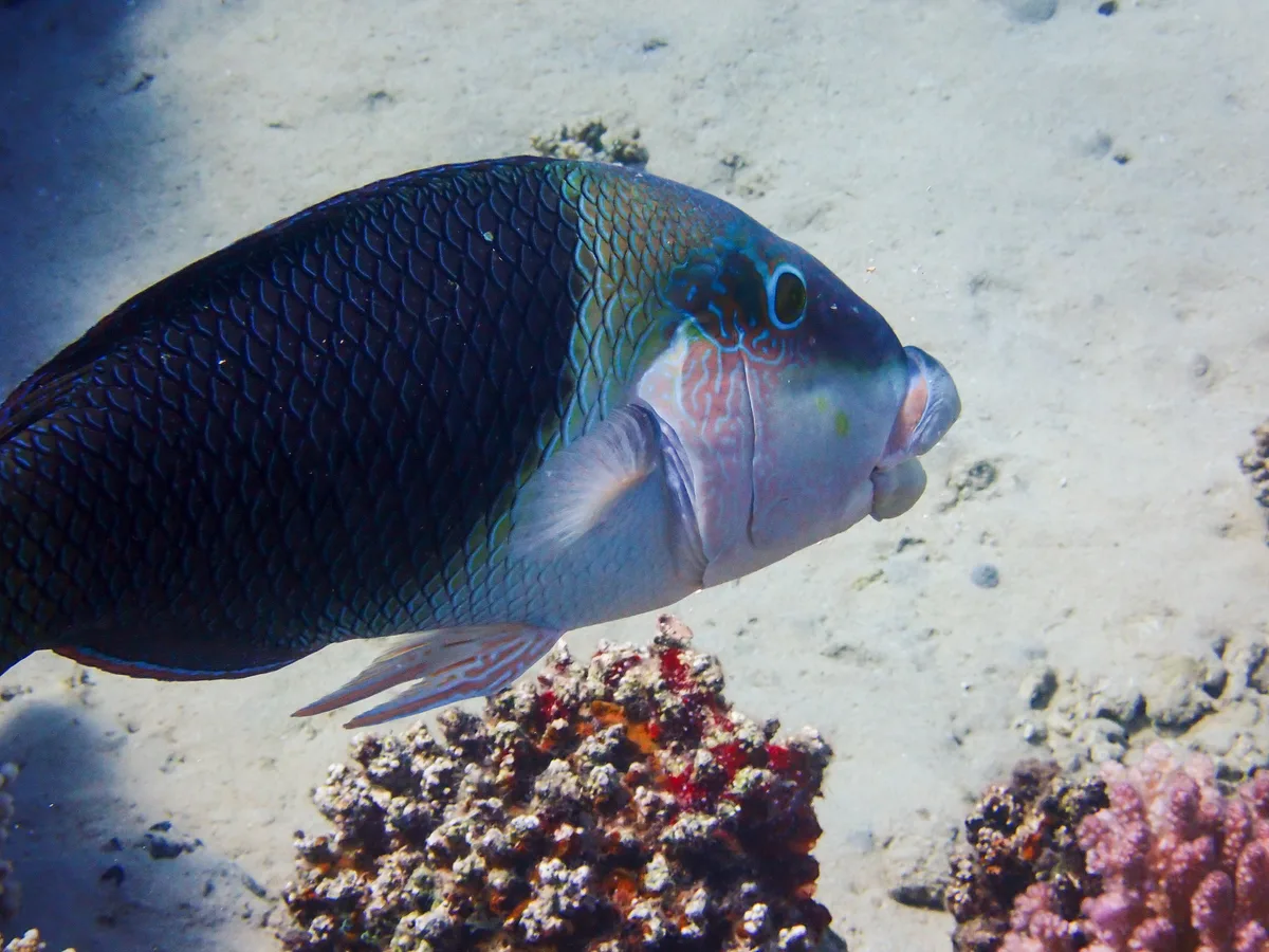 Blackeye Thicklip Wrasse