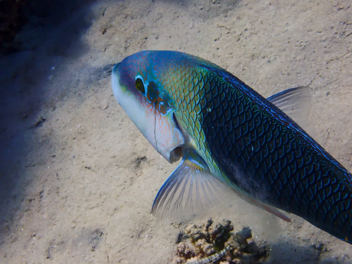 Blackeye Thicklip Wrasse