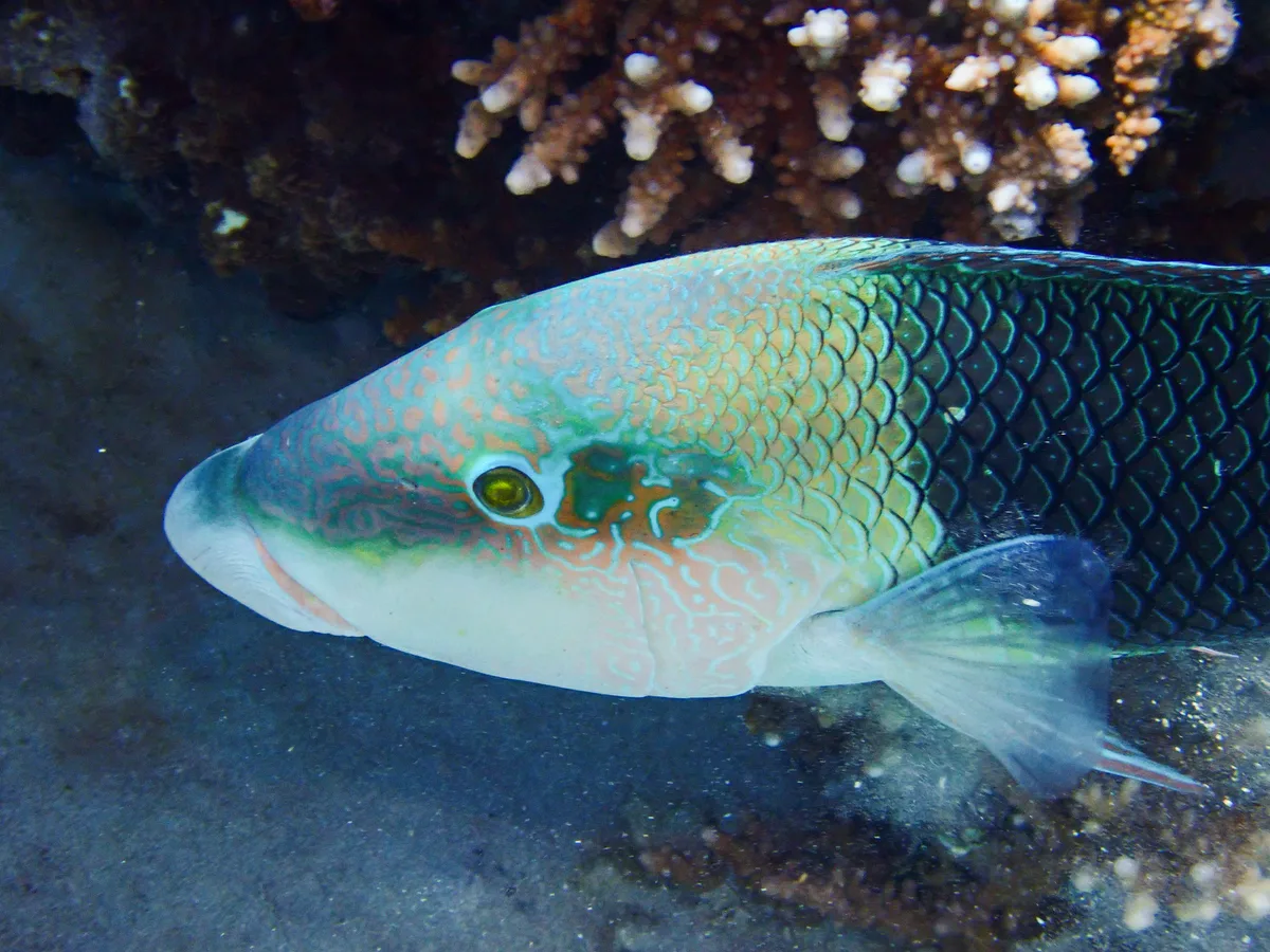 Blackeye Thicklip Wrasse