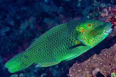 Blackeye thicklip, terminal phase - Hemigymnus melapterus