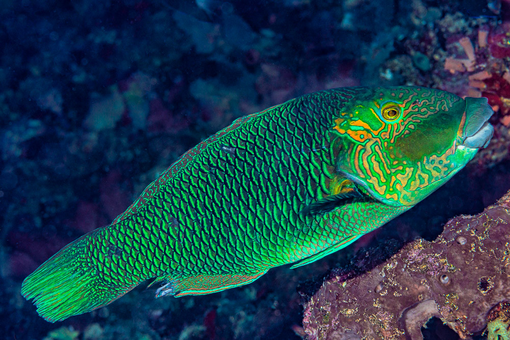 Blackeye thicklip, terminal phase - Hemigymnus melapterus