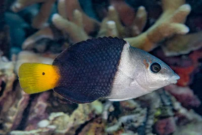Blackeye thicklip, juvenile - Hemigymnus melapterus
