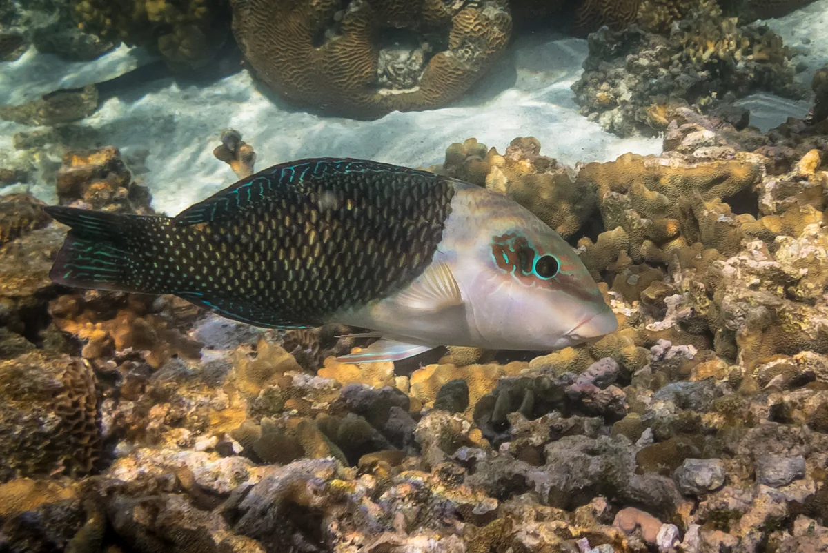 Thicklip Wrasse (Hemigymnus melapterus)