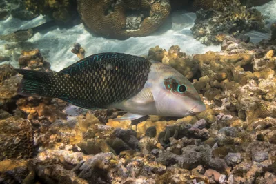 Thicklip Wrasse (Hemigymnus melapterus)